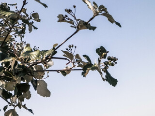 Close up of branch and green leaves, Balkan nature.