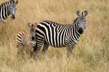 Zebra with a cub standing in the savannah
