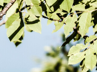 Close up of branch and green leaves, Balkan nature.