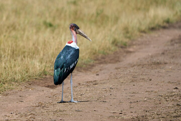 Marabou stork bird standing on a path