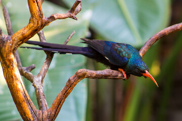 A metallic green and black wood Hoopoe perched on dead branches in a suburban garden in...