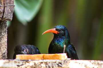 Head view of a green wood Hoopoe, Phoeniculus purpureus, with a young, at a bird feeder in a...
