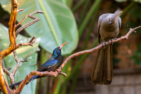 A grey loerie and the shiny metallic-green-black, Green Wood hoopoe looking at each other in a suburban Garden in Johannesburg South Africa