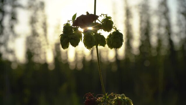 Sunlight shining through the hop cones on a branch in summer sunset