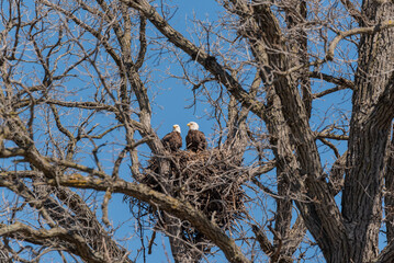 Two Bald Eagles Perched In A Huge Nest In Spring In De Pere, Wisconsin