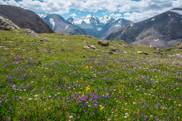 Colorful flowers on sunlit meadow with view to three large snow peaked tops. Scenic landscape with vivid flowering in alpine valley against few big snowy pointy peaks far away. Lovely vast scenery. - 789423331