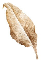 Golden Canna leaf vintage illustration transparent png, remix from original artwork.