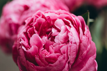 Close-up, natural pink peony blooms in the garden, macro shot. © sav_an_dreas
