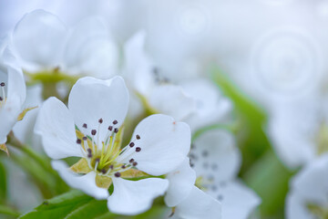Beautiful spring pear tree blossoms against a blurred background.
