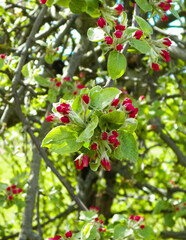 Apple flowers on tree.