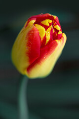 Red tulip isolated on green background.