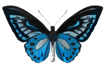 Vintage Common Blue butterfly illustration design element