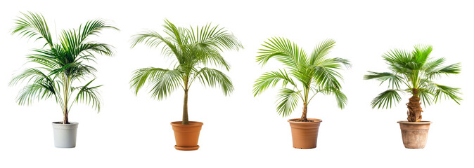 Green palm tree pots isolated on transparent or white background, 3d rendering