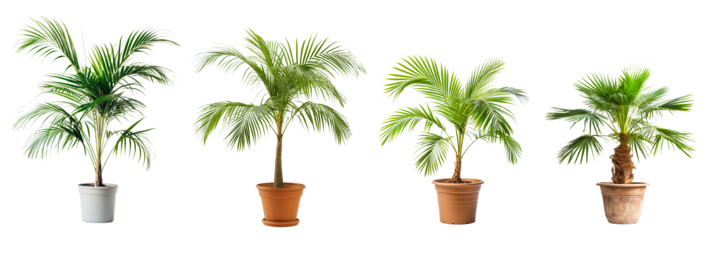 Green palm tree pots isolated on transparent or white background, 3d rendering - Powered by Adobe