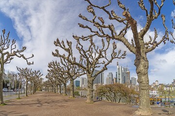 Picture of the Frankfurt skyline with avenue trees during the day i