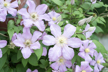 Naklejka premium Beautiful Clematis flowers.