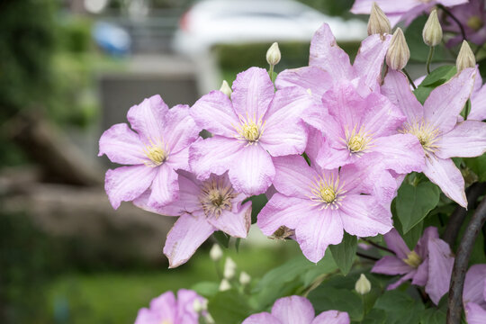 Beautiful Clematis flowers.