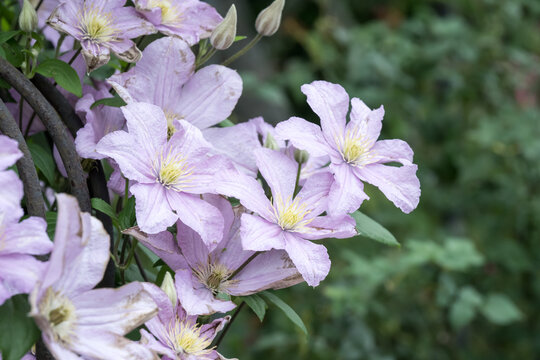 Beautiful Clematis flowers.