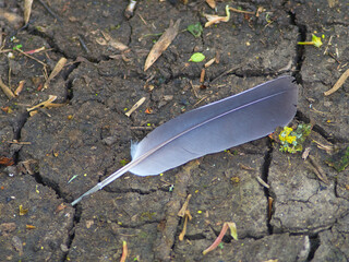 feather on the ground