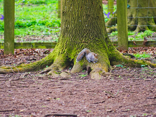 squirrel on a tree root