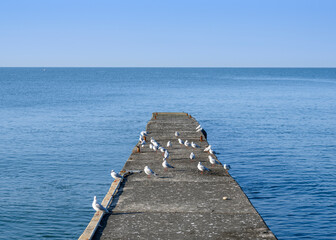 Seagulls on a sea breakwater aimed at the horizon