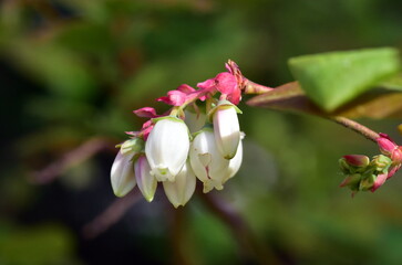 Blüten einer Amerikanischen Heidelbeere - 789436757