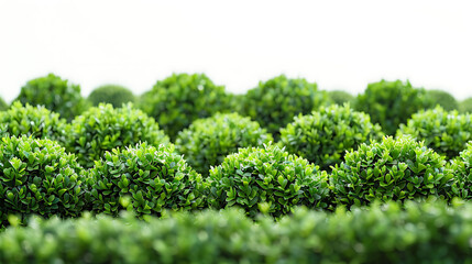 Green Garden Shrubs on White Background