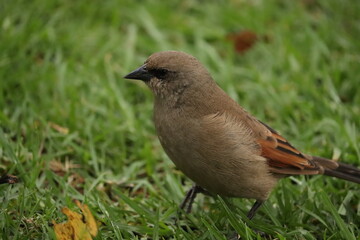 bird on the grass
