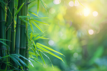 beautiful green trunk bamboo forest background with sunlight and bokeh. nature landscape with copy space for design