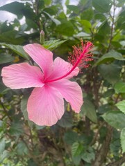Pink wiled flower from the tropical forests of Africa