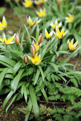 Cluster of Iran Tulip flowers, Derbyshire England
