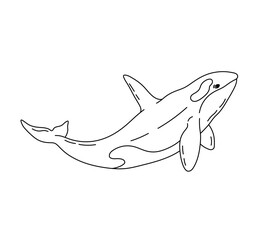 Vector isolated one single floating killer whale side view colorless black and white contour line easy drawing