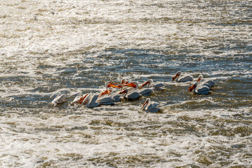 American White Pelicans Feeding At The De Pere, Wisconsin, Fox River Rapids And Dam During Spring Migration