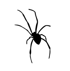 Vector isolated big black spider colorless black and white outline silhouette shadow shape stencil solid black