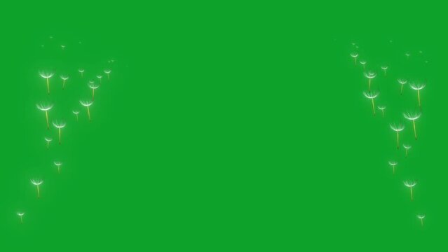 Animation of grass flowers floating in the summer breeze on a green background.