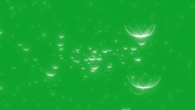 Animation of grass flowers floating in the summer breeze on a green background.