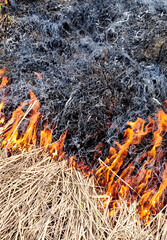 Dry grass on the ground in the fire. Natural background.