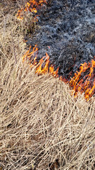 Dry grass on the ground in the fire. Natural background. - 789443104