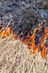 Dry grass on the ground in the fire. Natural background. - 789443134