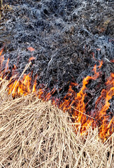 Dry grass on the ground in the fire. Natural background. - 789443137