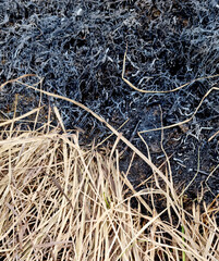 Dry grass on the ground after the fire. Natural background.