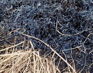 Dry grass on the ground after the fire. Natural background. - 789443362