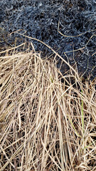 Dry grass on the ground after the fire. Natural background. - 789443379