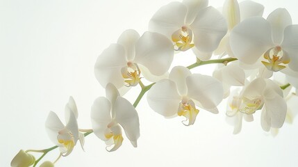 A close up of a white flower in a vase. Suitable for home decor