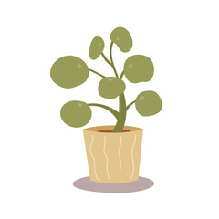 Houseplant, Pilea peperomioides in pot. Flat cartoon style vector illustration isolated on white background