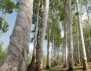 Fototapeta premium poplar forest with road