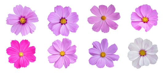 Set of Cosmos flower Isolated on transparent background. PNG File