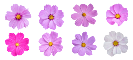 Set of Cosmos flower Isolated on transparent background. PNG File