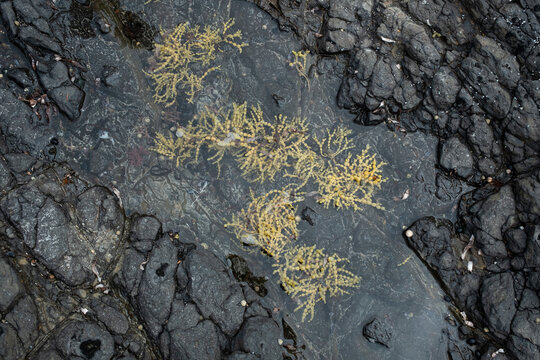 Pool of water with Neptune's necklace seaweed, native to Australia and New Zealand, in it on a black rocky background