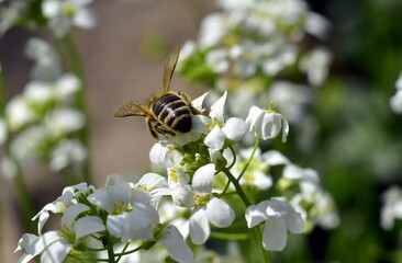 Biene auf blühender Gänsekresse - 789447720
